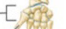 <p>Bones of the wrist, connect the bones of the forearm to hand bones.</p>