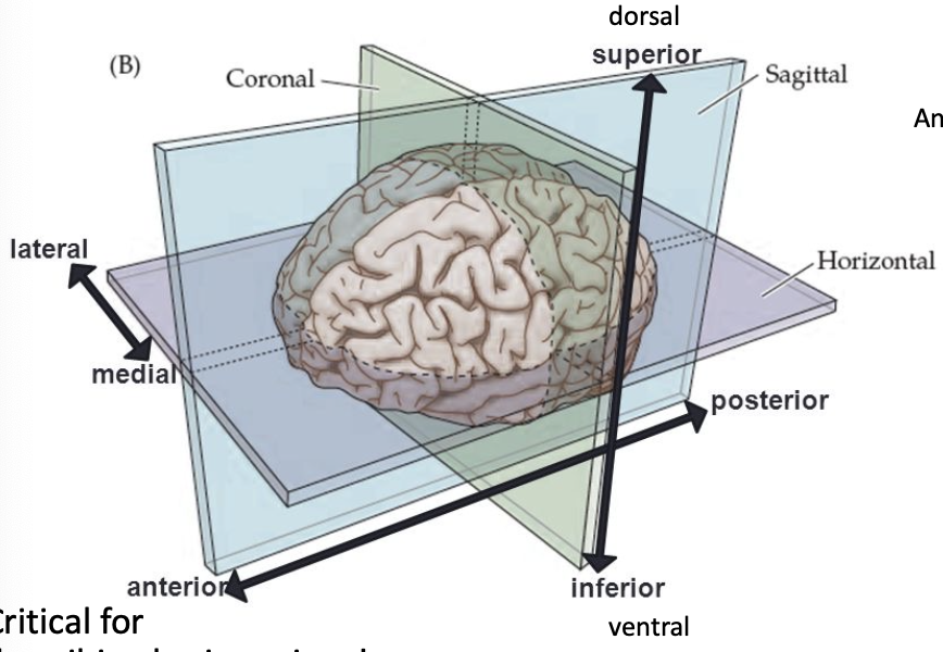 <p>toward the bottom of the brain/front of the spinal cord</p>