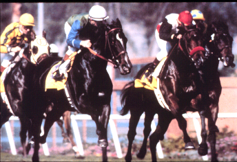 <p>Originated in England, has an Arabian background, arrived in America in 1730, known for their speed and endurance, very expensive, Bigger leaner horse, big horse (18 hands), has muscles, tail down, neck up. English type horses. These horses were developed for racing but are no longer used for racing</p>