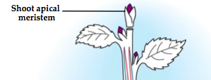 Undifferentiated plant tissue from which new cells are formed, found in the shoots and roots