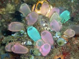 <p>-tunicates</p><p>-3131 marine spp.</p><p>-most sessile filter feeders as adults, after swimming larva→some do not metamorphose and some are not sessile</p><p>-cellulose-like <strong>tunicin </strong>in tunic</p><p>-most spp. have 5 chordate hallmarks as larvae, retaining the gill slits, end-style, and a ganglionic vestige of the nerve cord as adults; losing tail and notochord completely </p>