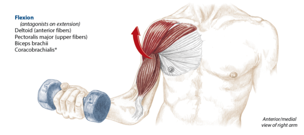 <p>Deltoid (anterior fibers), pectoralis major (upper fibers), biceps brachii, coracobrachialis</p>