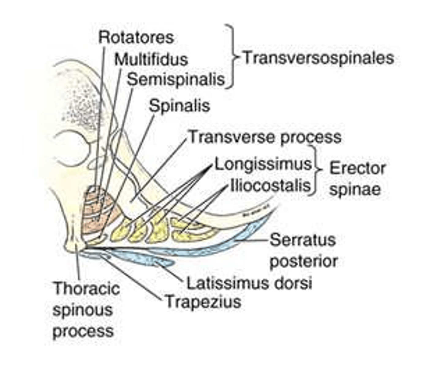 <p>Enter intervertebral foramina, continuing as radicular or segmental medullary arteries.</p>