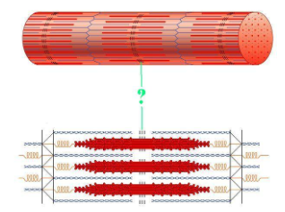 <p><span>Identify the indicated region of the sarcomere.</span></p>