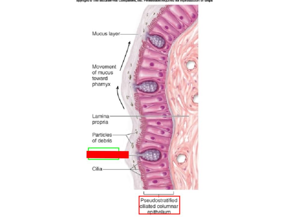 <p>Mucous membrane</p>