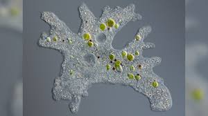 <ul><li><p>often surrounded by small microbial eukaryotes <em>Chilomonas </em>(food source)</p></li></ul><p></p>