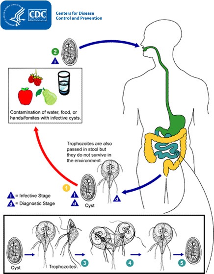 <p>How does girardia lamblia transmit?</p>