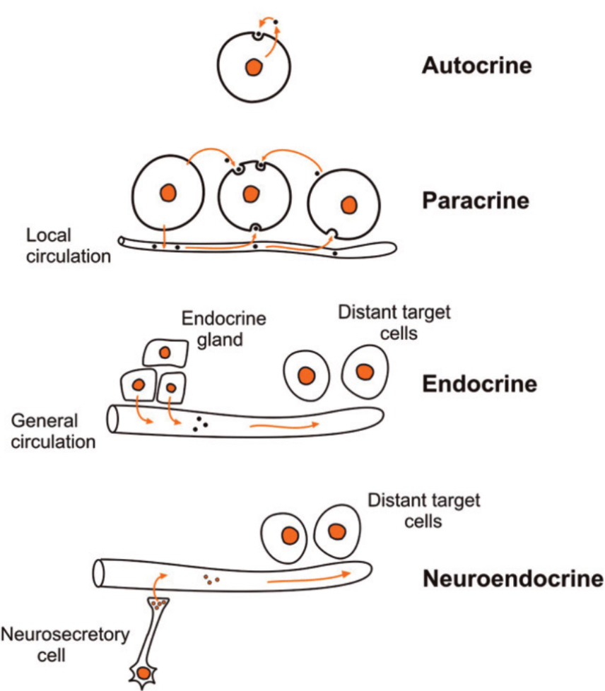 <p>Exocrine: pas déversée dans le sang mais dans les organes ou le milieu extérieur.</p><p>Endocrine: déversée dans le sang pour qu’elle se propage dans le corps en entier</p><p>Paraffine:L’hormone agit juste a côté, le signal moléculaire est transmis à des cellules voisines sans passages obligatoire par le sang.</p><p>Autocrine: L’hormone agit sur la cellule qui l’a libérée: la cellule libère le médiateur à des récepteurs qui lient ce même médiateur.</p><p>Hormone neurocrine: Les hormones neurocrines naissent dans le soma ( corp cellulaire) des neurones et transmettent un signal par circulation le long de l’axone d’un neurone.</p>