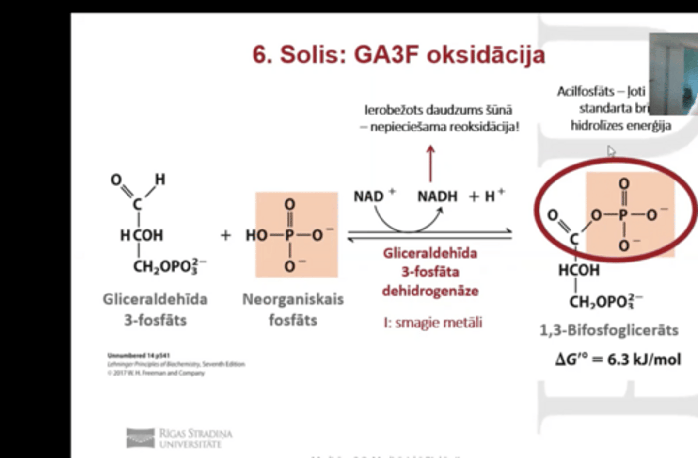 <p>GA3F oksidācija</p><p>reakcija kurā enerģiju veidojam NADH+H+ formā</p><p>Enzīms: Gliceraldehīda3-fosfāta dehidrogenāze (oxred klase)</p><p>oksidējot GA3F tiek pievienots 1 neorganisks fosfāts = 1,3-bifosfoglicerāts, ar 2 fosfora grupām</p><p>acilfosfāts- saite kuras hidrolīze atbrīvo daudz enerģiju</p>