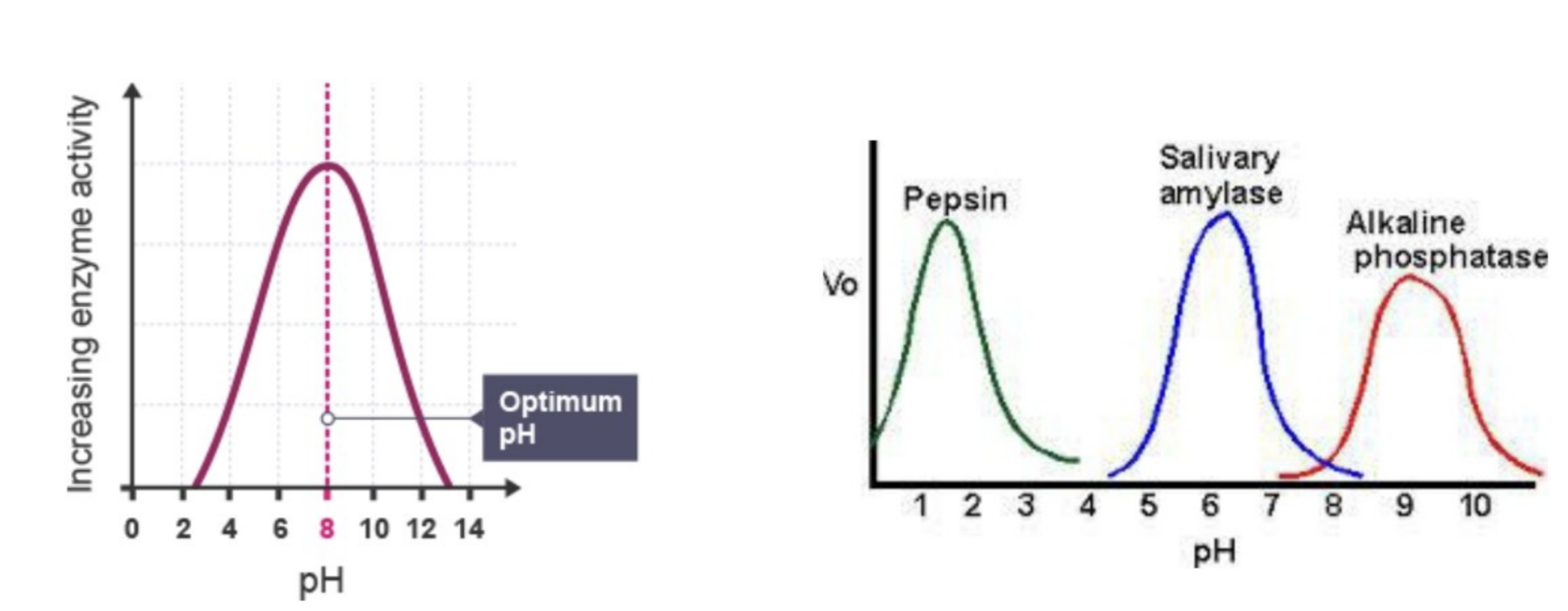 <p><strong>Biểu đồ tốc độ phản ứng theo pH của enzyme thường có dạng:</strong></p><p>A. Đường thẳng tăng đều</p><p>B. Đường parabol </p><p>C. Đường lượn sóng không ổn định</p><p>D. Đường ngang thể hiện pH không ảnh hưởng</p>