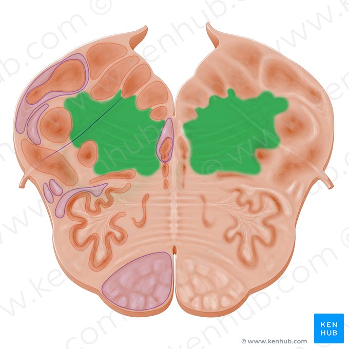 <p>Reticulaire formatie</p>