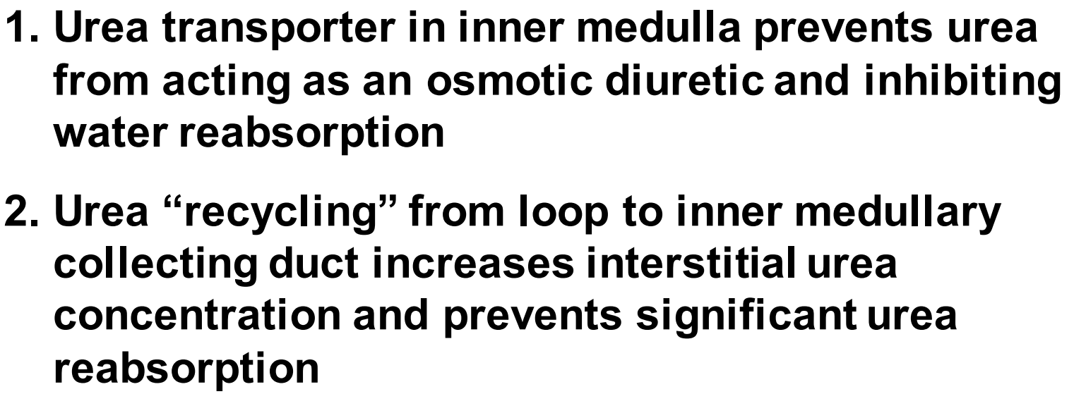 <p>Urea transporter in inner medulla prevents urea from acting as an osmotic diuretic and inhibiting water reabsorption </p><p></p><p>Urea “recycling” from loop to inner medullary collecting duct increases interstitial urea concentration and prevents significant urea reabsorption</p>