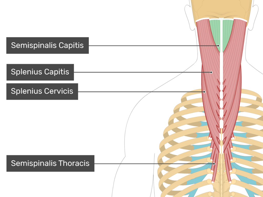 <p>Semispinalis capitis</p>