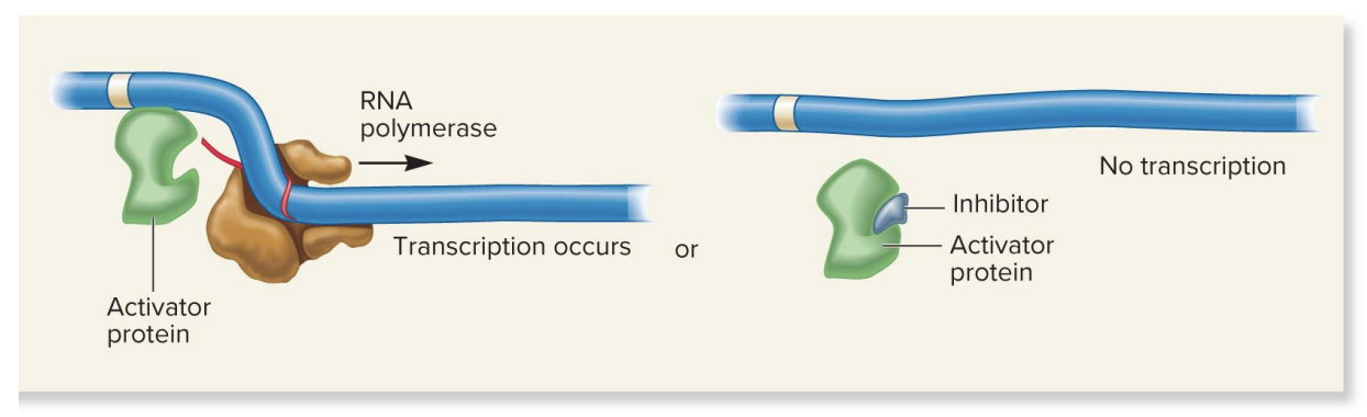 <ul><li><p>no inhibitor present</p><ul><li><p>activator protein binds DNA without needing an effector molecule→ transcription proceeds</p></li></ul></li><li><p>inhibitor present</p><ul><li><p>inhibitor binds to activator protein, causing a conformational change that prevents the activator from binding to the DNA→ transcription inhibited</p></li></ul></li></ul><p></p>