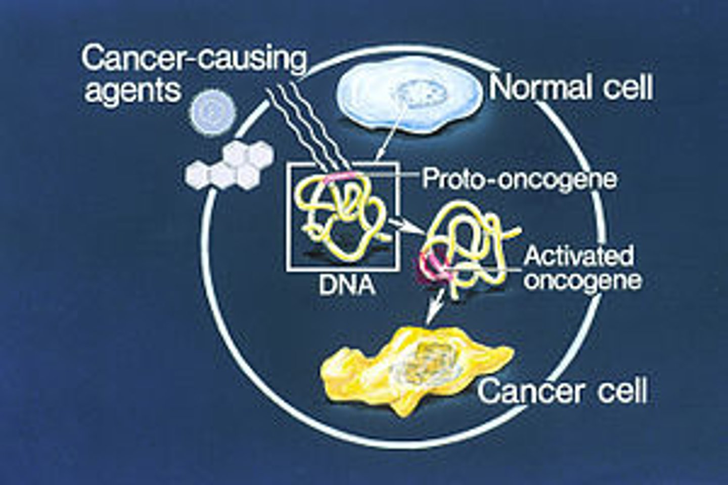 <p>A proto-oncogene is a gene that codes for a protein involved in cell growth. When a proto-oncogene is mutated it is called an oncogene and causes uncontrollable cell growth.</p>