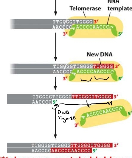 extends DNA at chromosome ends protein part synthesizes new DNA RNA part acts as template for DNA synthesis 
expressed in germ cells and stem cells 