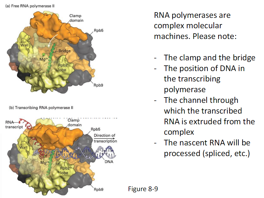 <p><strong>Key Features to Note</strong><br> The clamp and the bridge<br> Position of DNA in the transcribing polymerase<br> Channel through which the transcribed RNA is extruded from the complex<br> Nascent RNA will be processed<br>  Processing includes splicing and other modifications</p>