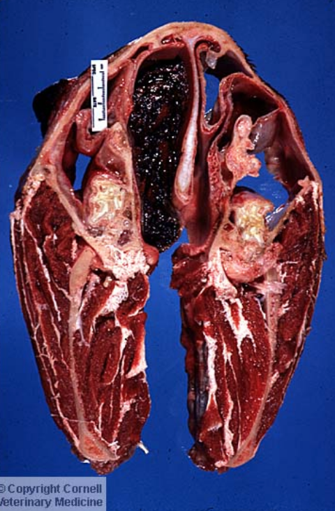 <p><span style="background-color: transparent;">What features would we expect to see on histopathology of the following lesion in the horse nasal cavity?</span></p>