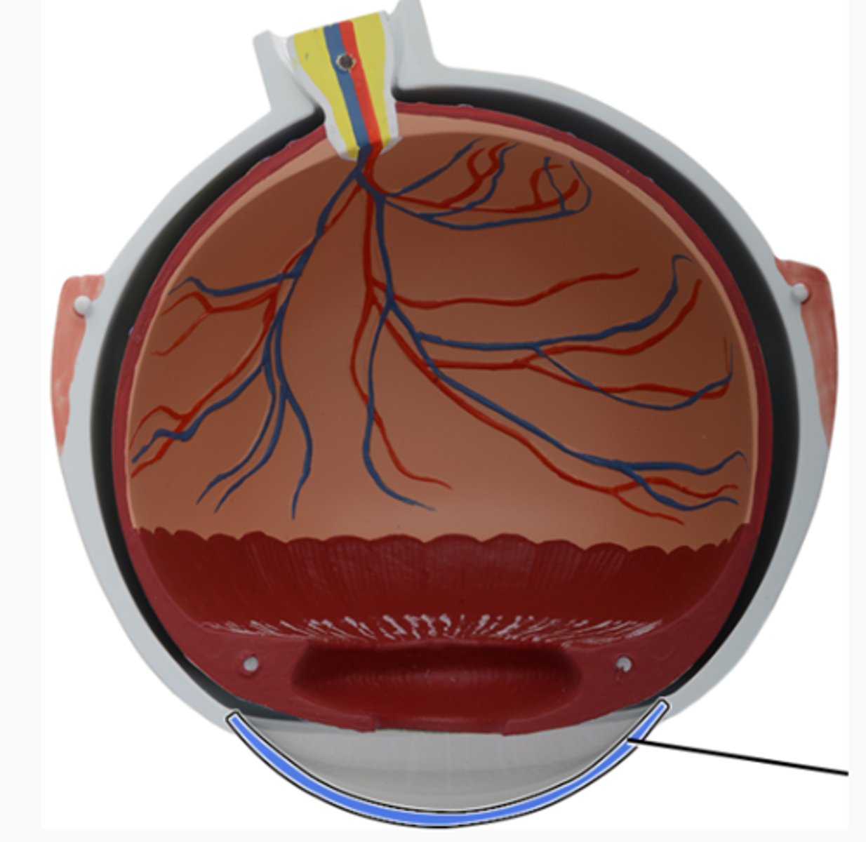 <p>Clear bulbous part of eye (anterior/superficial)</p>