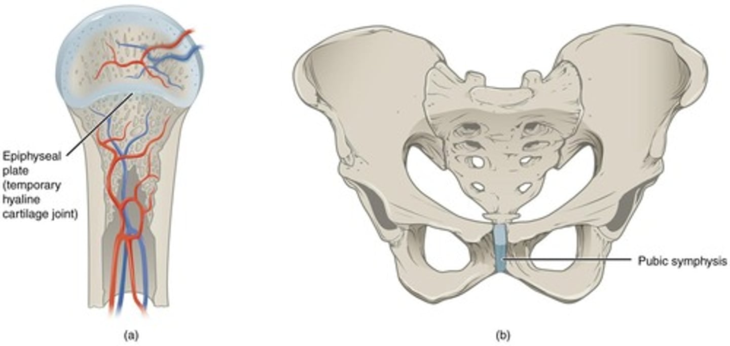 <p>type of cartilaginous joint connected by fibrocartilage, allowing some movement.</p>