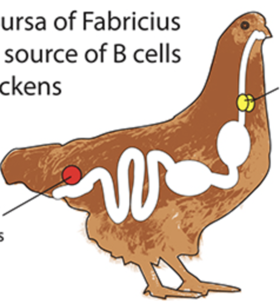 <p>lobes on both sides of neck</p>