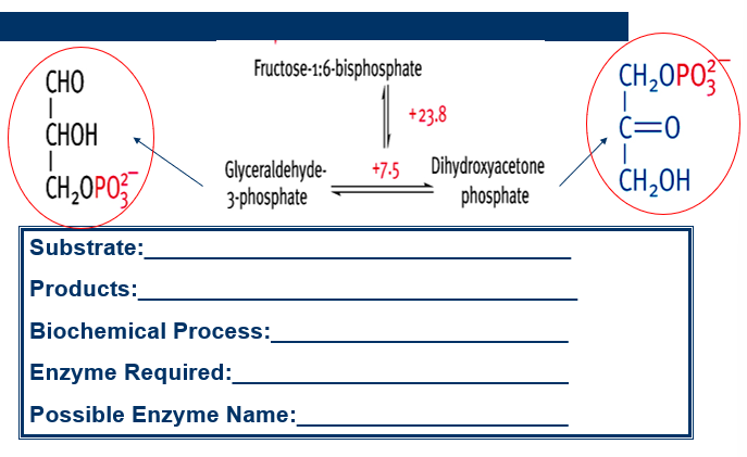 Fill this out. (Step 4 glycolysis) 