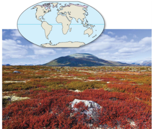 <p>Tundra</p>