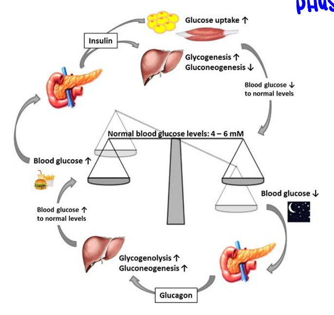 <p>sensed by pancreas which releases insulin, insulin promotes blood uptake into tissues, this lowers glucose production in the liver</p>