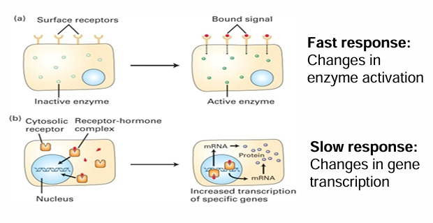 <ul><li><p>Binding of signal causes change in protein levels within cell</p></li><li><p>A soluble receptor is within the cytosol</p></li><li><p>The signal passes through the membrane to bind to it </p></li><li><p>Upon activation, the receptor is transported into the nucleas</p></li><li><p>It can directly/indirectly act as a transcriptional activator to produce mRNAs</p></li><li><p>This can increase protein levels within the cell </p></li><li><p>This is a slow response as it depends on many steps that take time</p></li></ul><p></p>