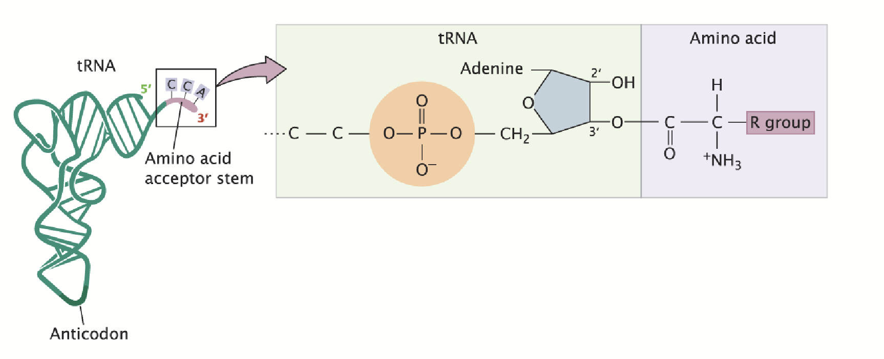 <p>The amino acid is covalently attached to the 3’ end.</p><p>Adapters between amino acids and the codons in mRNA. The anticodon base pairs with the codon of mRNA.</p>