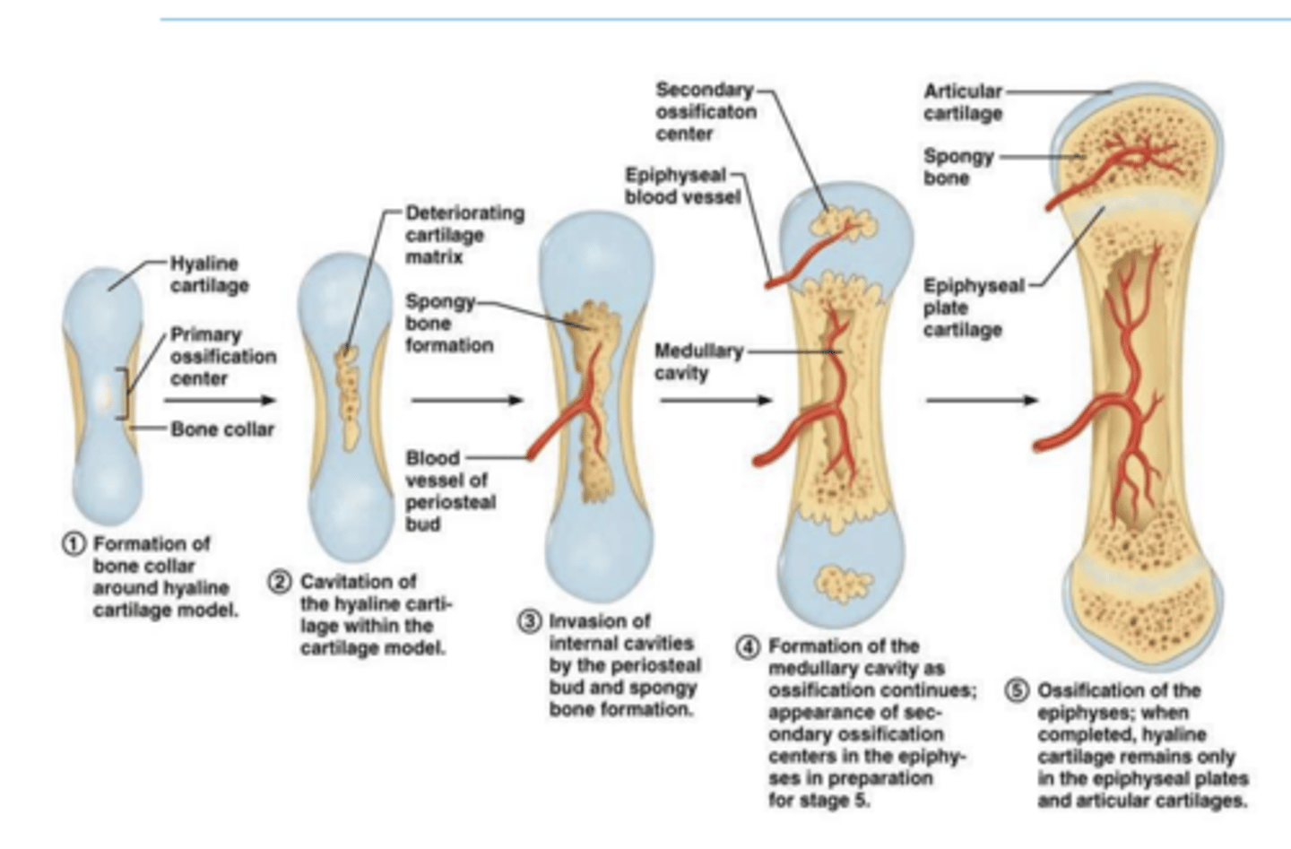 <p>direct or indirect ossification?</p>