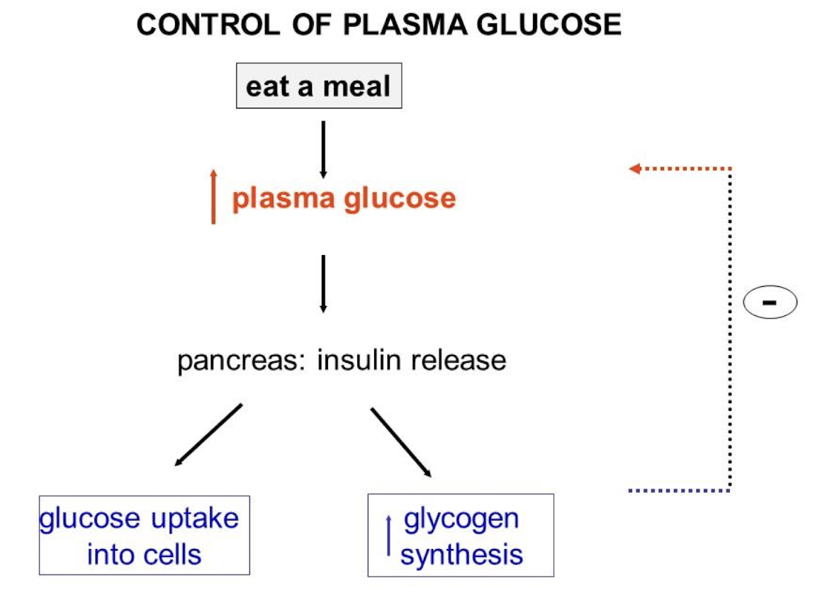 <p>Ingest meal → increase in plasma glucose → triggers release of insulin → stimulates glucose uptake by cells (skeletal, adipose, and liver cells) &amp; glycogen synthesis → plasma glucose back to basal level</p>
