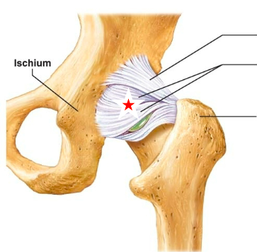 <p>name the starred ligament </p>