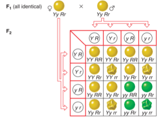 <p><span>The figure that follows shows one of Mendel's dihybrid cross experiments where the alleles of the&nbsp;</span><em>Y</em><span>&nbsp;and&nbsp;</span><em>R</em><span>&nbsp;assorted independently.&nbsp; In the F</span><sub>2</sub><span>, what would be the frequency of</span><em>&nbsp;yy rr</em><span>&nbsp;if the&nbsp;</span><em>Y</em><span>&nbsp;and&nbsp;</span><em>R</em><span> genes were linked and 10 m.u. apart?</span></p><p>40%</p><p>&nbsp;</p><p>20.25%</p><p>&nbsp;</p><p>16%</p><p>&nbsp;</p><p>12.25%</p><p>&nbsp;</p><p>32%</p>