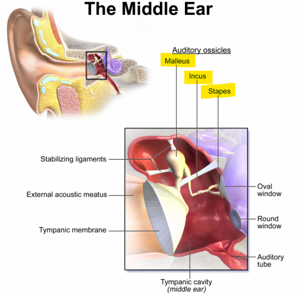 <p>Malleus, incus and stapes </p>