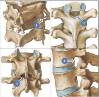 <p>Động mạch đốt sống chui qua cấu trúc nào ?</p><p>A. 1</p><p>B. 4</p><p>C. 2</p><p>D. 3</p>