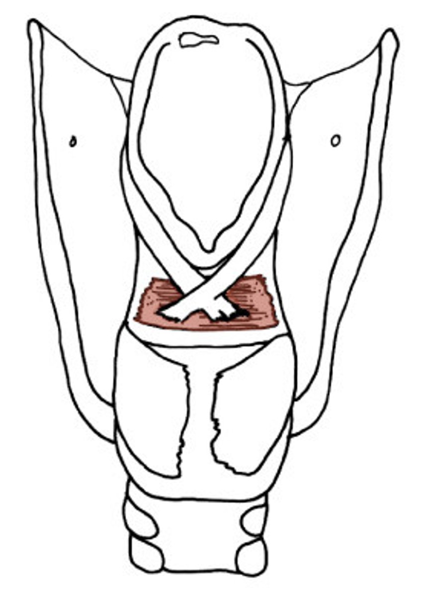 <p>Origin: back and medial surface of arytenoid</p><p>Insertion: back and medial side opposite of arytenoid</p><p>Innervation: Recurrent laryngeal nerve</p><p>Action: adducts arytenoid cartilages to close the posterior part of the rim glottidis</p><p>laryngeal sphincter</p>