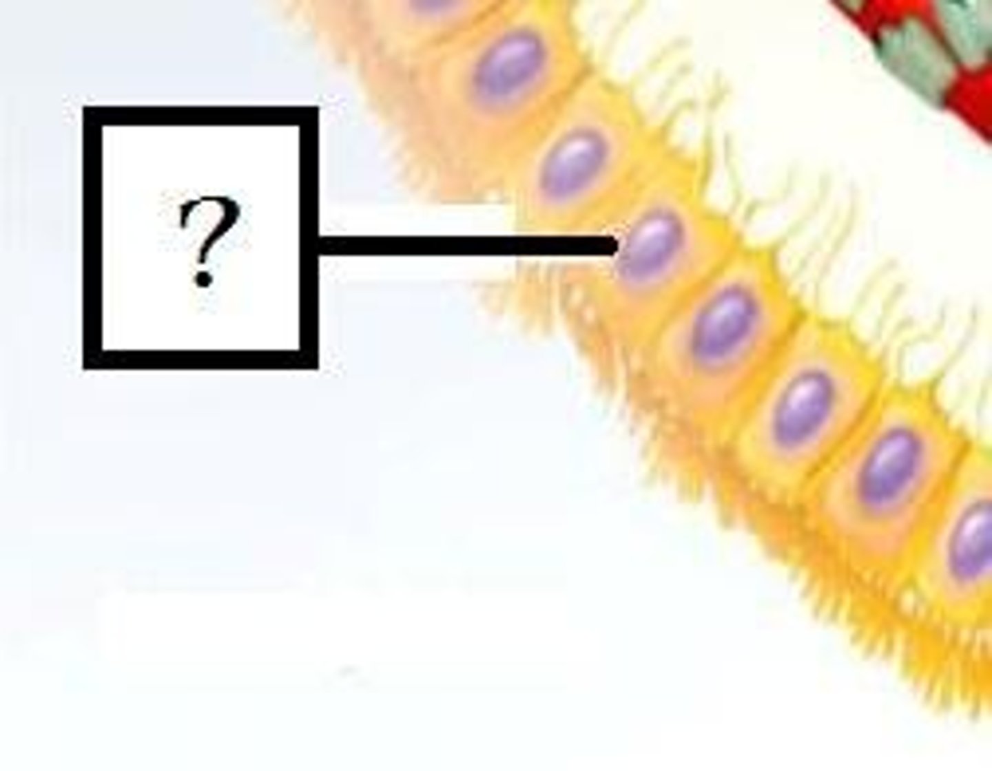 <p>ependymal cells</p>