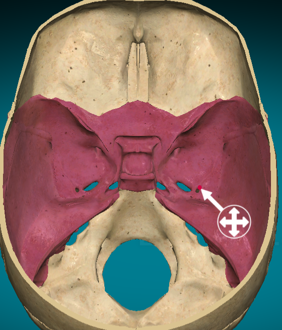 <p>Foramen spinosum</p>