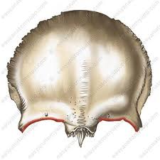 <p>name this bone or bone marking?</p>