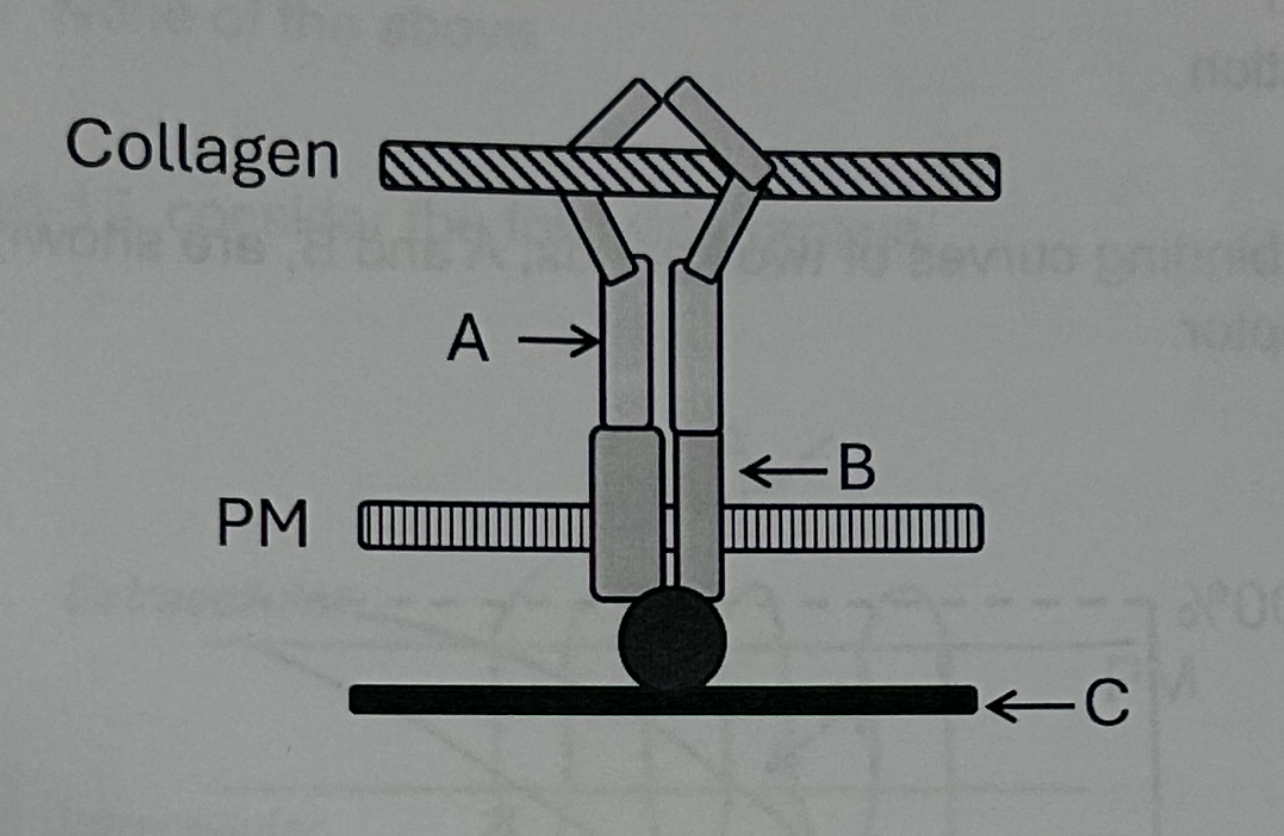 <p>The structure “A” ______</p>