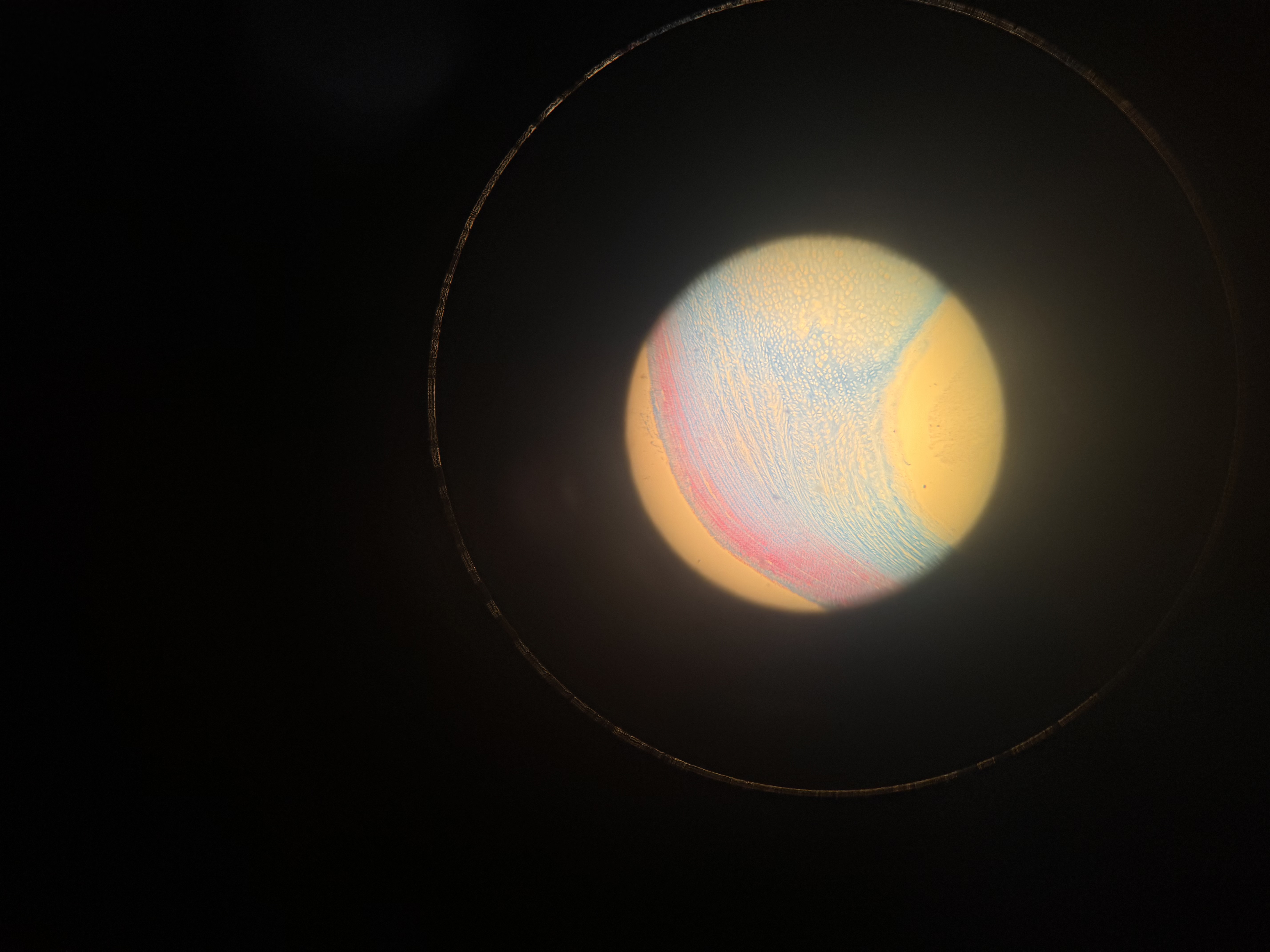 <p>What cell is this</p>