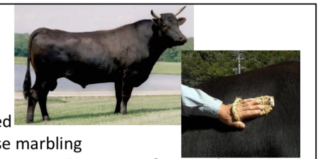 <p>BEEF CATTLE BREEDS: what is the breed, origin, size, horns, and their traits?</p>