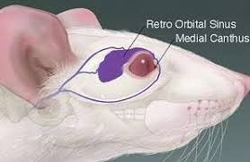 <p>what are the steps of a<strong> retro-orbital blood sample collection</strong>?&nbsp;</p>