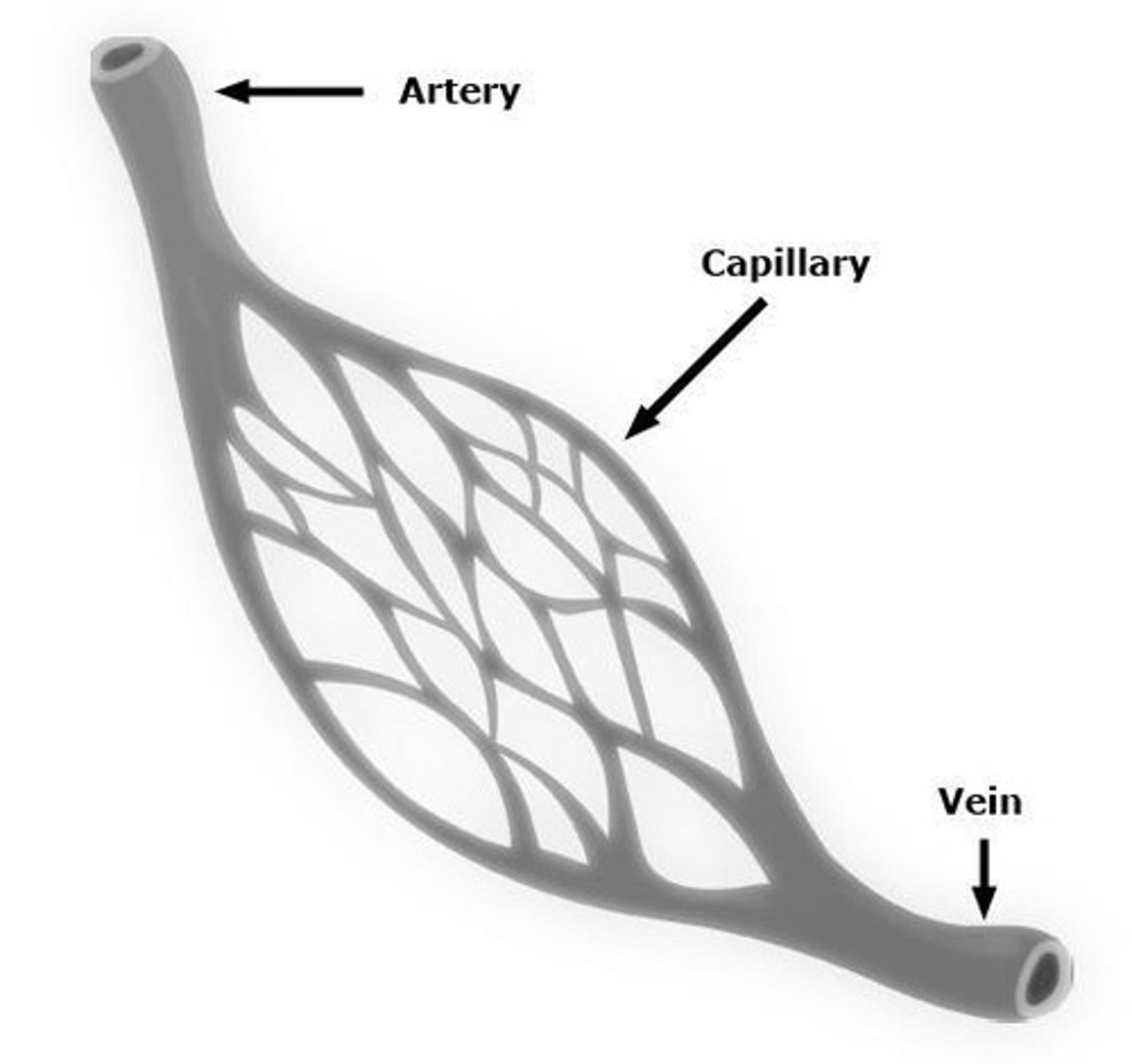<p>Have large cross-sectional area, hence the low blood velocity</p>