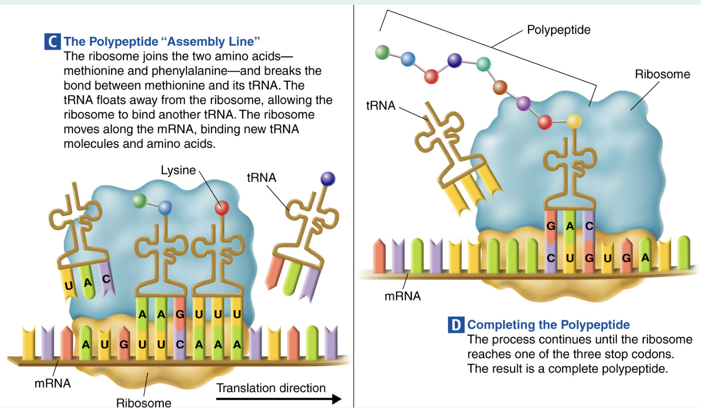 <ul><li><p><span style="background-color: transparent;"><span>Matching codons with anticodons, tRNA brings amino acids to the ribosomes where they are assembled into proteins.</span></span></p></li></ul><p></p>
