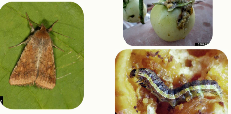 <p>Common name:</p><p>Scientific name:</p><p>Damage:</p><p>Host plant:</p>