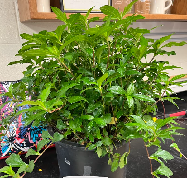 <ul><li><p>red stem on internode area</p></li><li><p>flowers A LOT</p><ul><li><p>during hottest time of the month</p></li><li><p>yellow flowers</p></li></ul></li><li><p>forms a nice dense mat</p></li></ul><p></p>