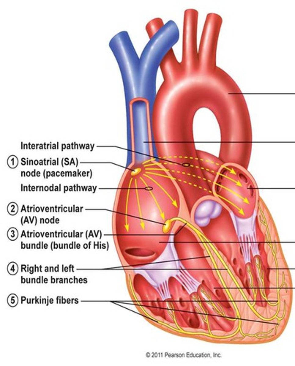 <p>1. SA node fires</p><p>2. Excitation spreads through Atrial myocardium</p><p>3. AV node fires</p><p>4. Excitation spreads down AV Bundle</p><p>5. Purkinje Fibers distribute excitation through Ventricular myocardium</p>