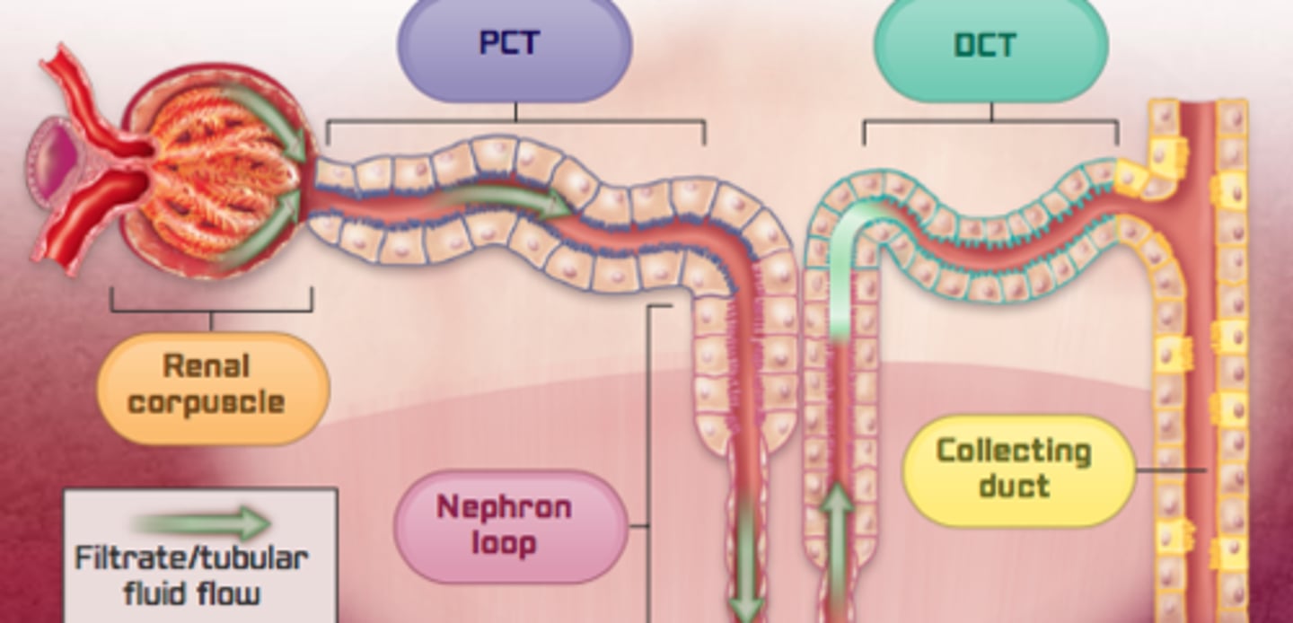 <p>Reabsorbs useful substances (eg water, glucose, salts) into surrounding capillaries</p><p>* Contains microvilli to increase surface area</p>